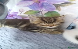 Bengal cats for sale: Mixed Bengal, adorable - Advert 7