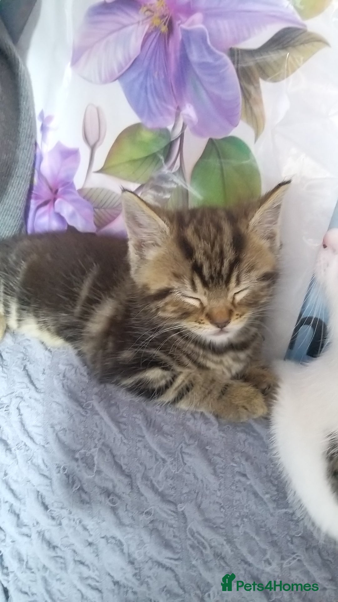 Bengal cats for sale: Mixed Bengal, adorable - Advert 7