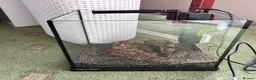 Bettas fish for sale: Fish tank suitable for long fin bettas  - Advert 1