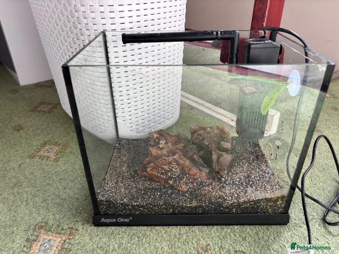 Bettas fish for sale: Fish tank suitable for long fin bettas  - Advert 1