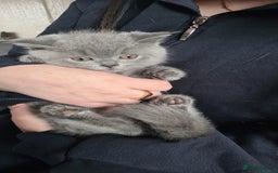 British Shorthair cats for sale: BSH GCCf kittens 1 male 1 female - Image 3