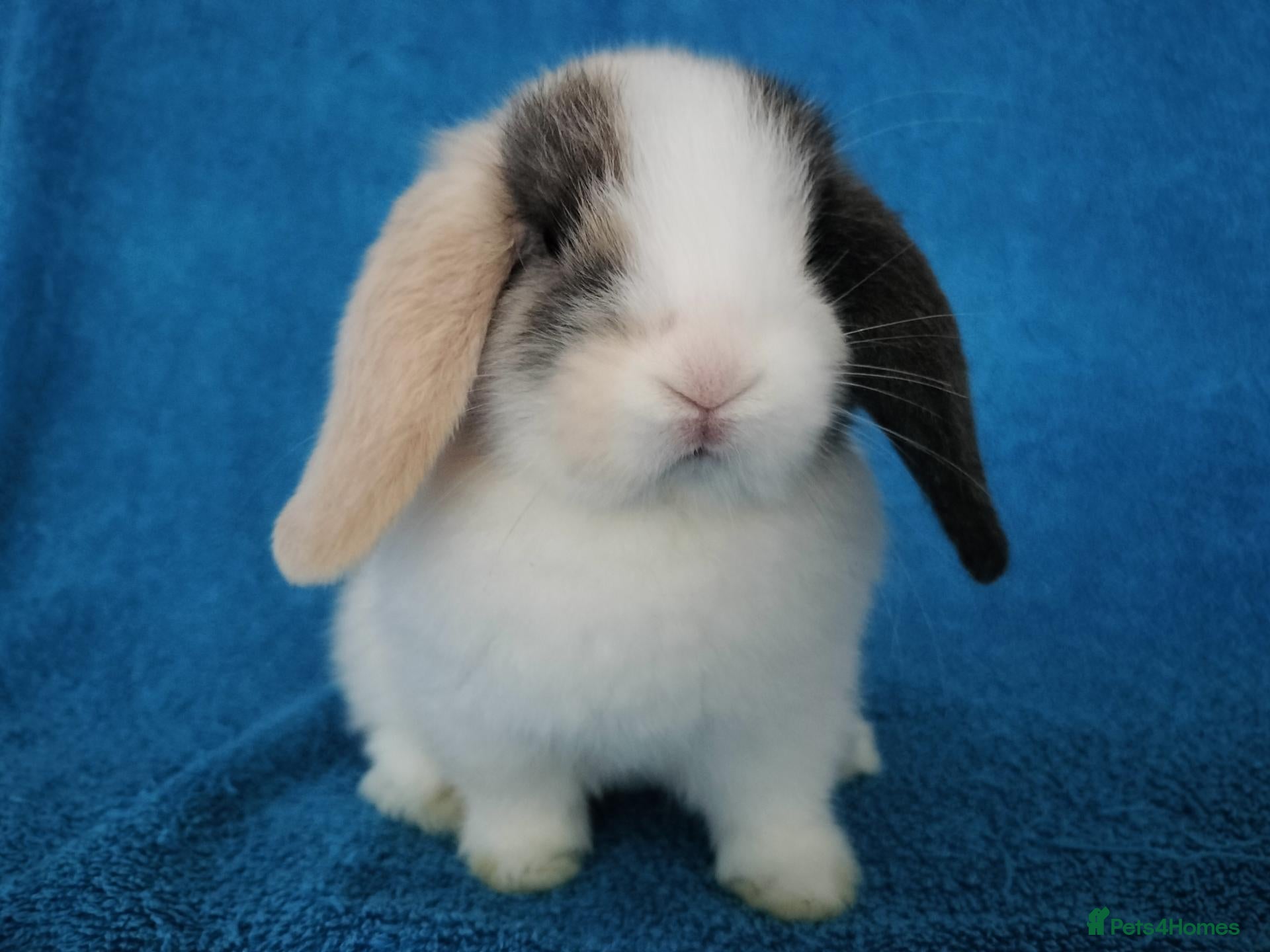 Mini Lop rabbits Baby mini lops for sale  - Advert 21