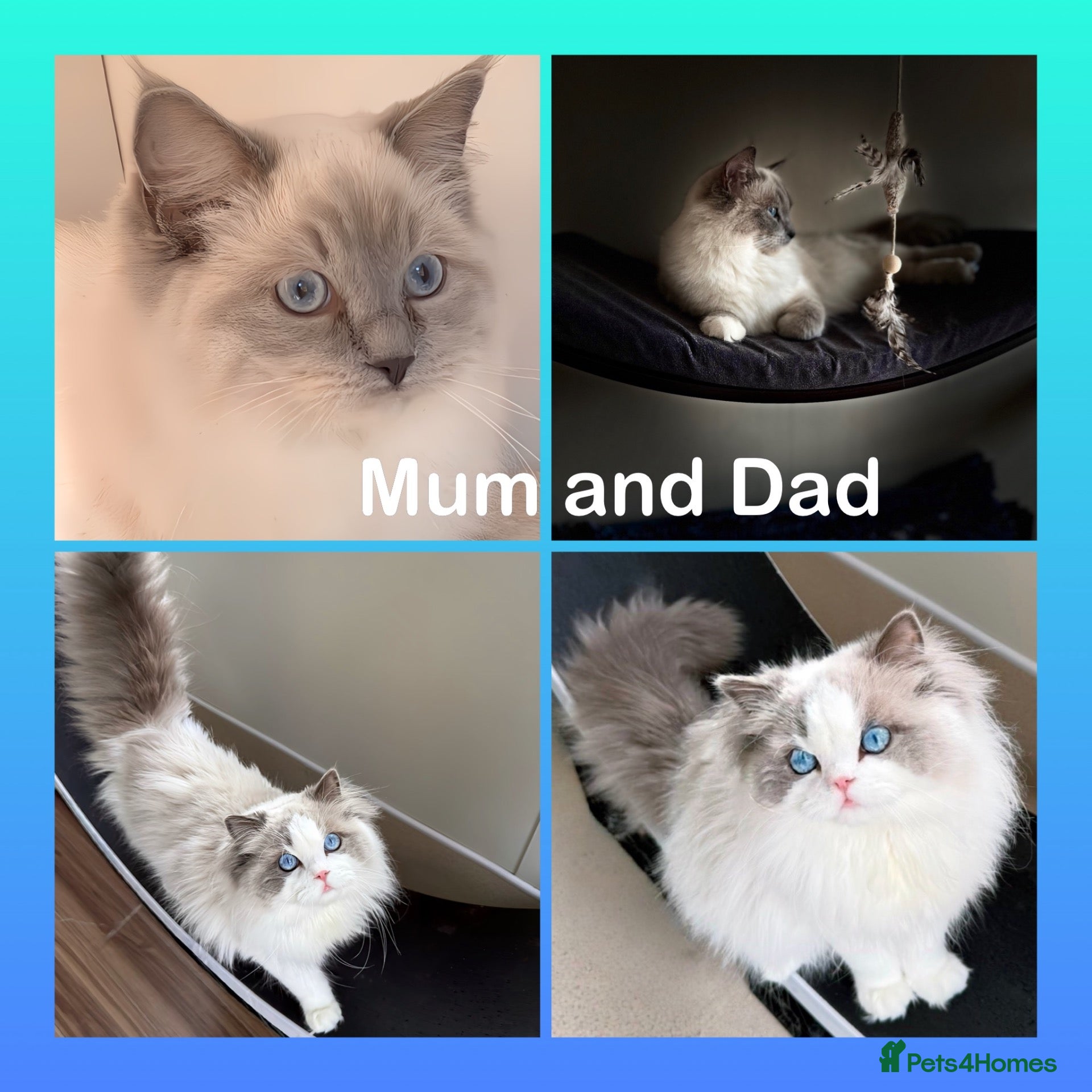 Ragdoll cats Pure Ragdoll kittens Registered and DNA tested  - Advert 2