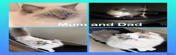 Ragdoll cats for sale: Pure Ragdoll kittens Registered and DNA tested  - Advert 5
