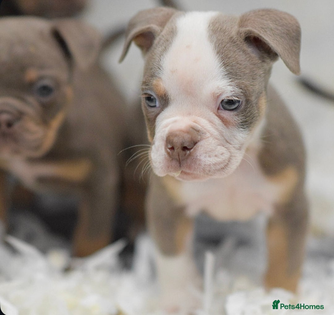 Old Tyme Bulldog dogs for sale: Why Settle for Less? 5⭐️Rated, 23 Years Experience - Image 4
