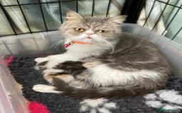 Exotic cats for sale: 2 Exotic male pedigree kittens - Image 7