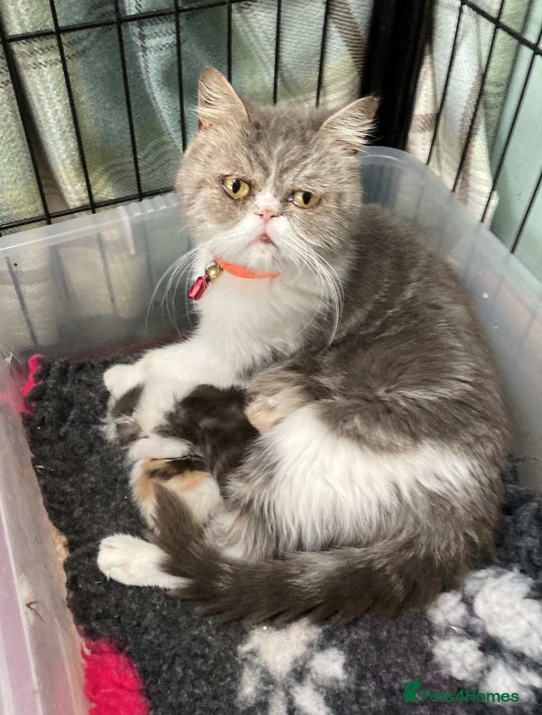 Exotic cats for sale: 2 Exotic male pedigree kittens - Image 7