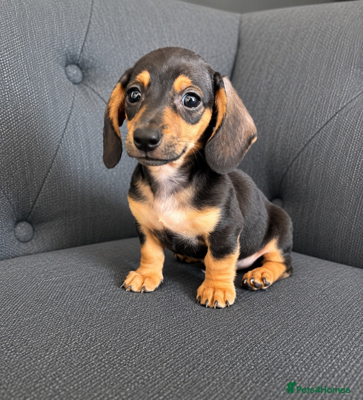 Miniature Dachshund dogs ⭐️ Last Remaining Black & Tan Boy ⭐  - Advert 5