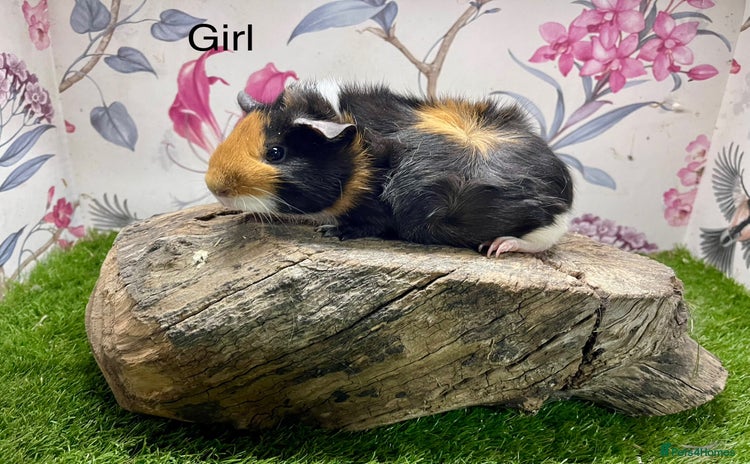 Guinea Pig rodents Baby guinea pigs female and male  - Advert 16