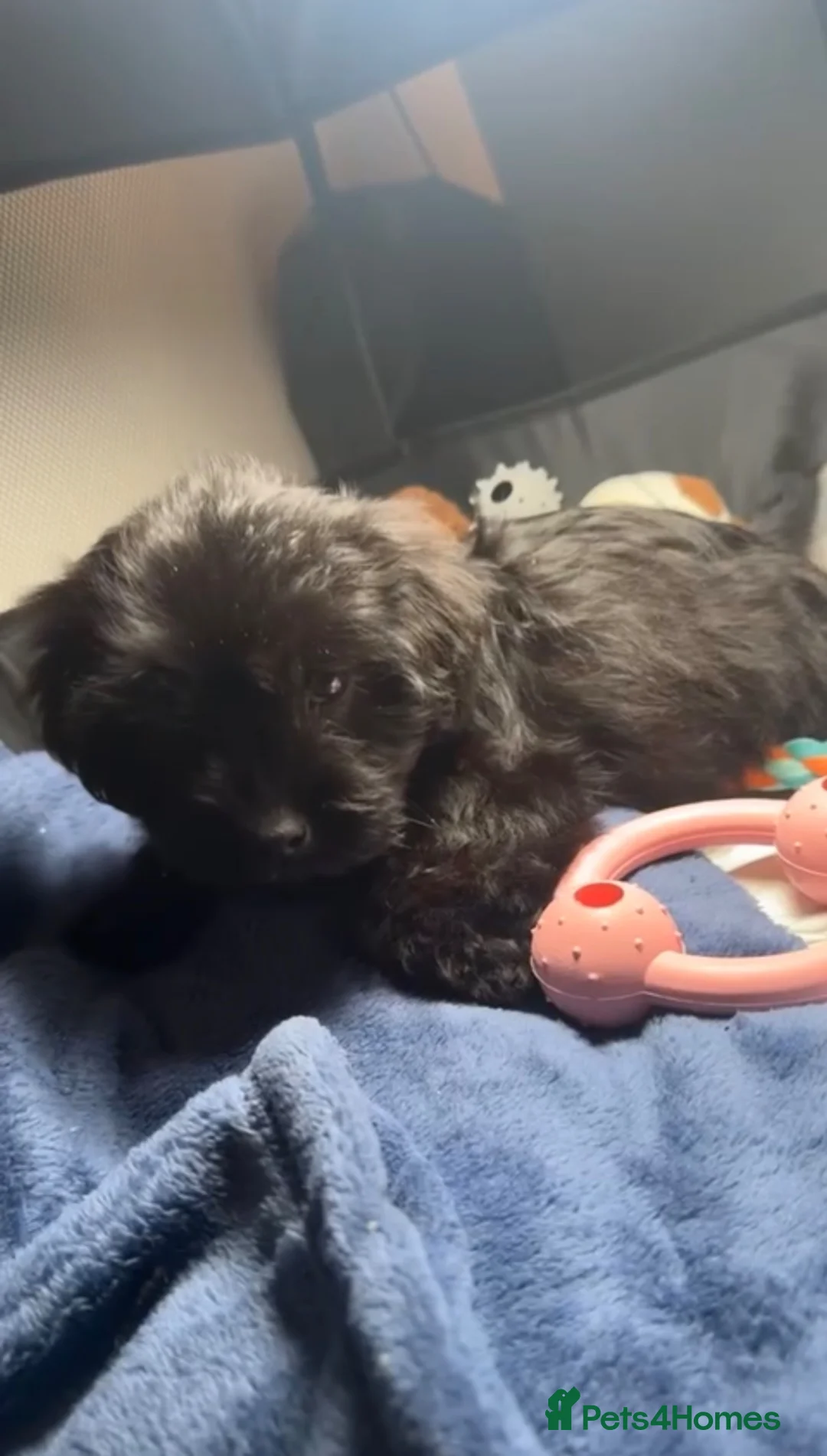 Yorkiepoo dogs for sale: Female YorkiePoo - Advert 1