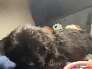 Yorkiepoo dogs Female YorkiePoo - Advert 1