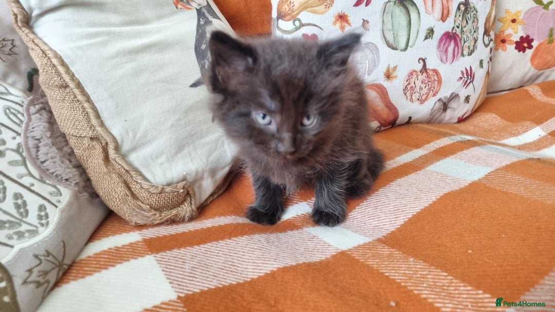 Mixed Breed cats for sale: Gorgeous Large Maine Coon Cross Kittens - Image 6