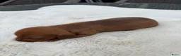 Miniature Dachshund dogs for sale: BEAUTIFUL K.C REGISTERED MINIATURE DACHSHUNDS  - Advert 6