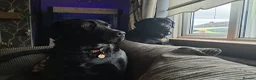 Labrador Retriever dogs for sale: Two females labrador retriever - Advert 3