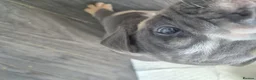 English Bulldog dogs for sale: READY TO LEAVE KC REG BLUE TRI ENGLISH BULLDOGS  - Advert 27