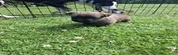 Cairn Terrier dogs for sale: Cairn Terrier Puppies for sale  - Advert 9