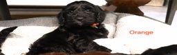 Cockapoo dogs for sale: Beautiful Cockapoos looking for their forever home - Advert 4