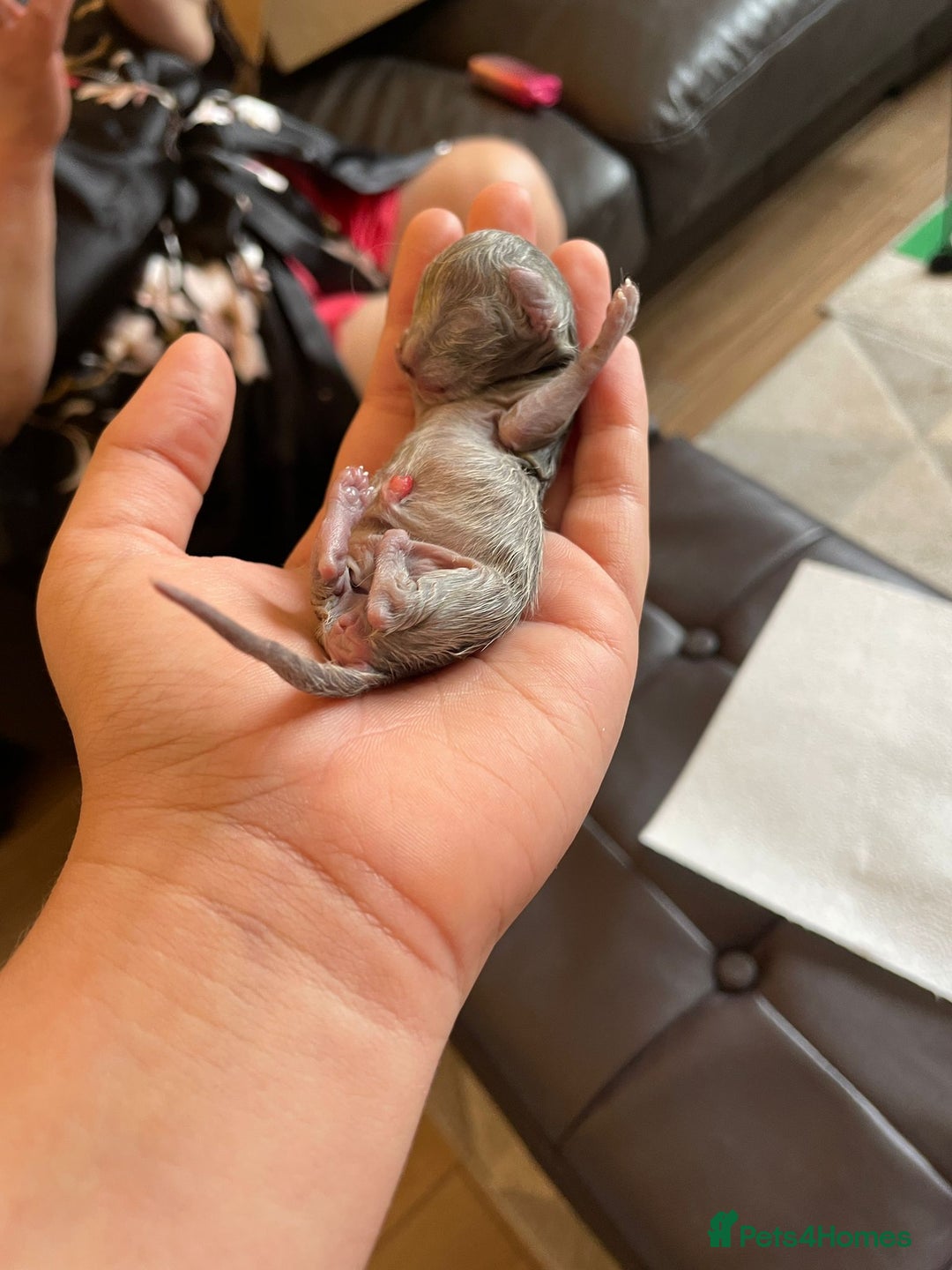 British Longhair cats for sale: Beautiful cat Luna looking for a loving home. - Advert 7