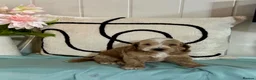 Cockapoo dogs for sale: 7 gorgeous f1 apricot Cockerpoos  - Advert 5