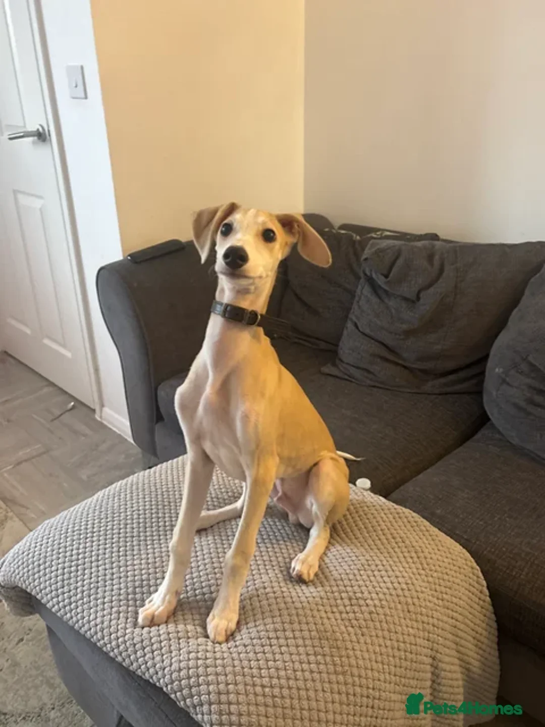Mixed Breed dogs for sale: whippet Lurcher in Weston-super-Mare - Advert 2