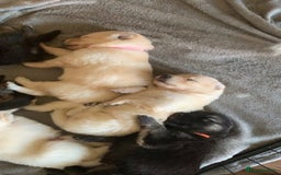 German Shepherd dogs for sale: Stunning litter of German shepherds  - Image 18