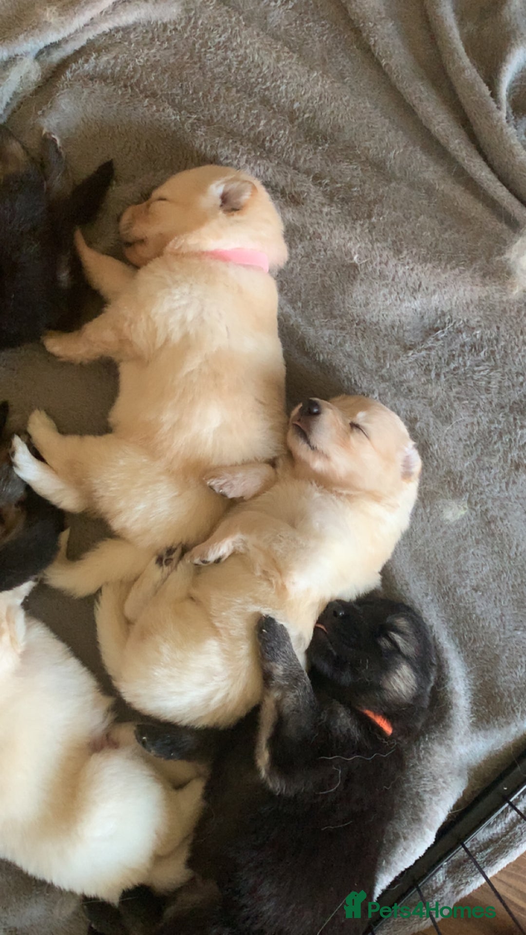 German Shepherd dogs for sale: Stunning litter of German shepherds  - Image 18