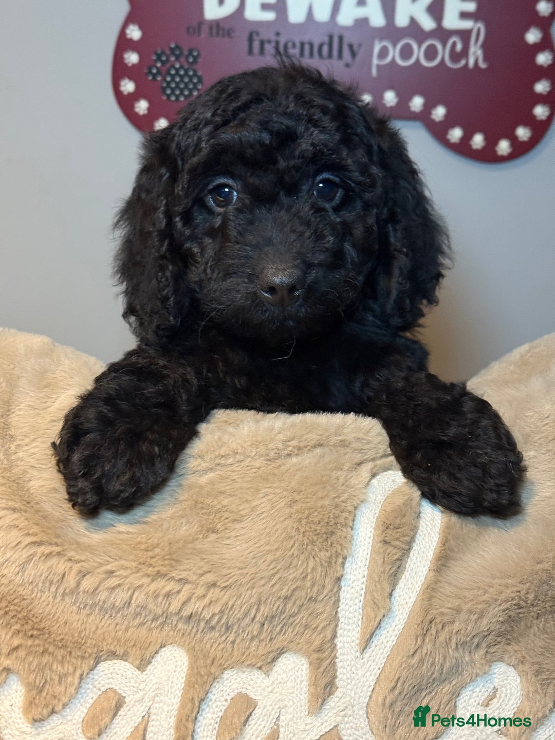 Cockapoo dogs for sale: F1B Cockapoo’s fully vaccinated  - Advert 7