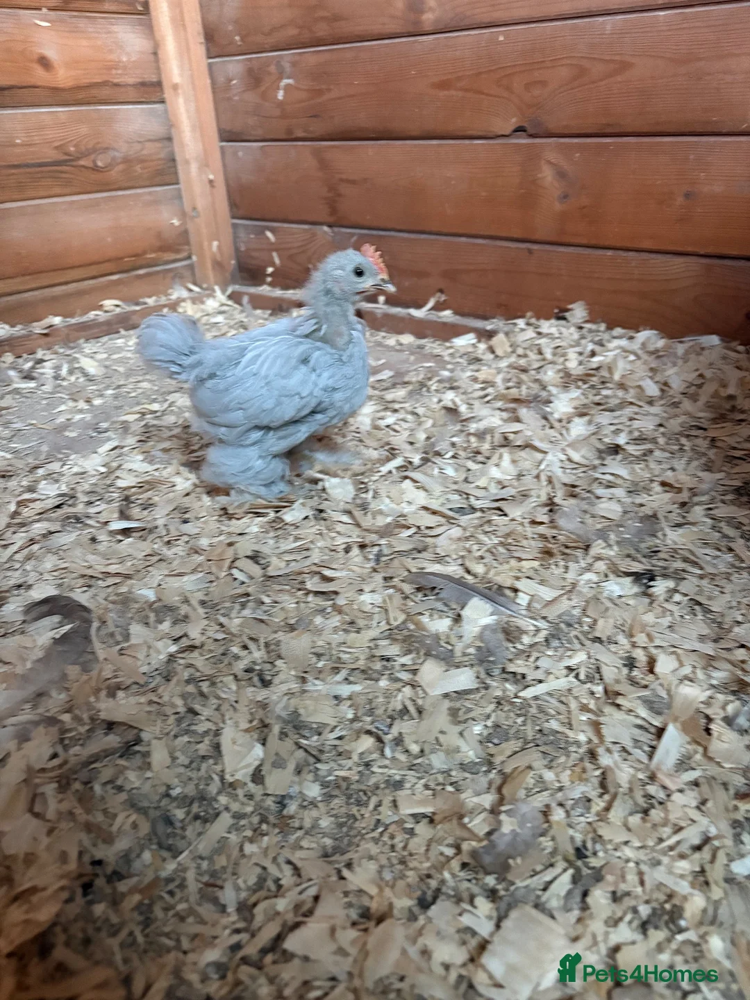 Chickens poultry for sale: Lavender Pekin Bantam Cockeral - Advert 1