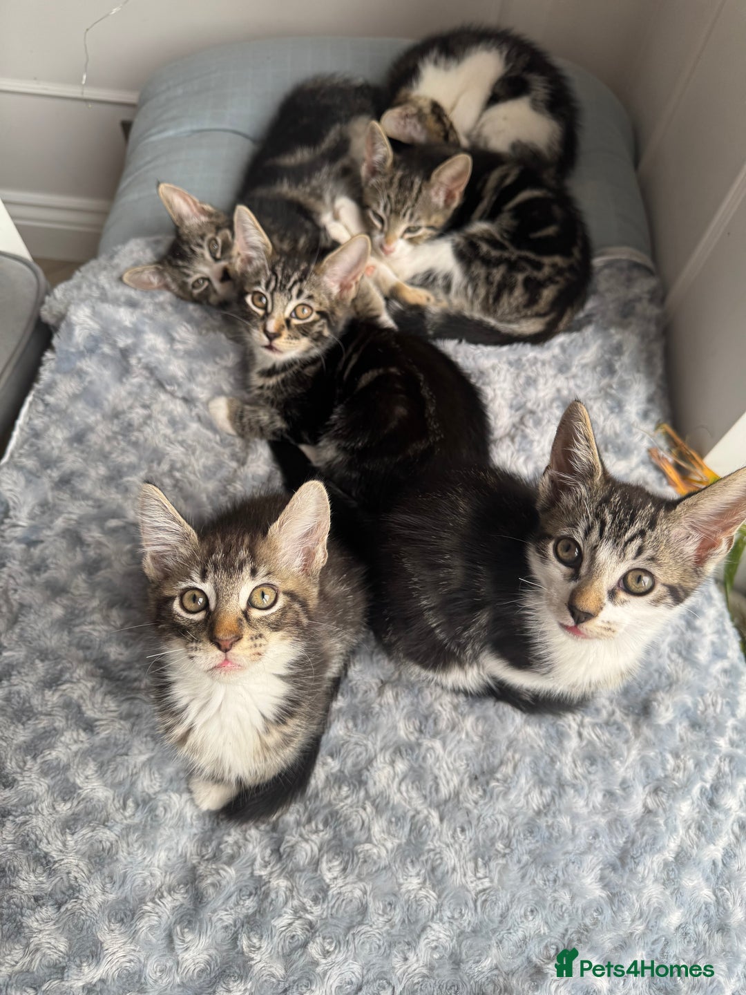 Mixed Breed cats for sale: Stunning tabby kittens  - Image 8