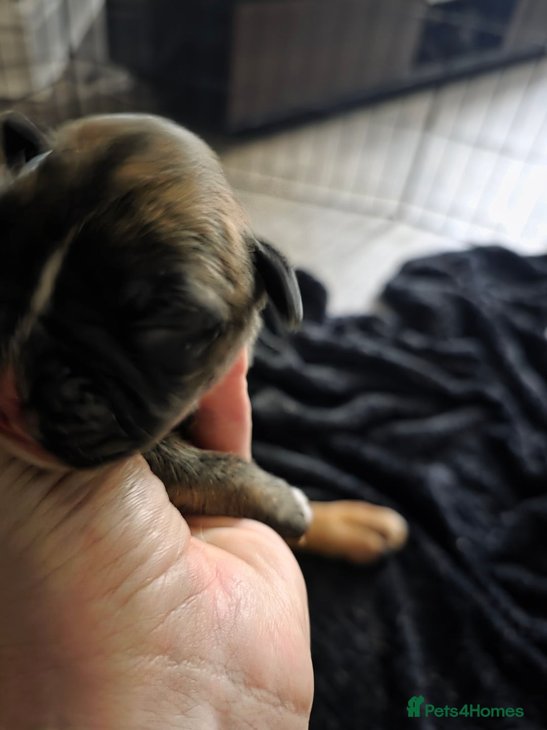 Boxer dogs for sale: 3 kc reg come take a look - Advert 4