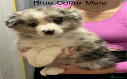 Border Collie dogs for sale: 6 Beautiful B&W & Merle Border Collie Puppies 🐶  - Image 8