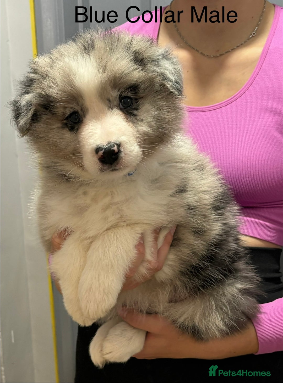 Border Collie dogs for sale: 6 Beautiful B&W & Merle Border Collie Puppies 🐶  - Image 8