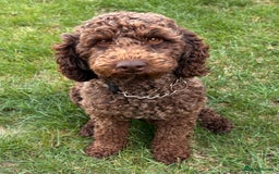 Miniature Poodle dogs for sale: Miniature Poodle  - Image 4
