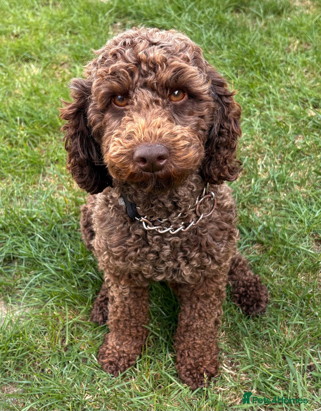 Miniature Poodle dogs for sale: Miniature Poodle  - Image 4