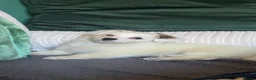 Mixed Breed dogs for sale: Maltese x bichon puppy female in Nottingham - Advert 7
