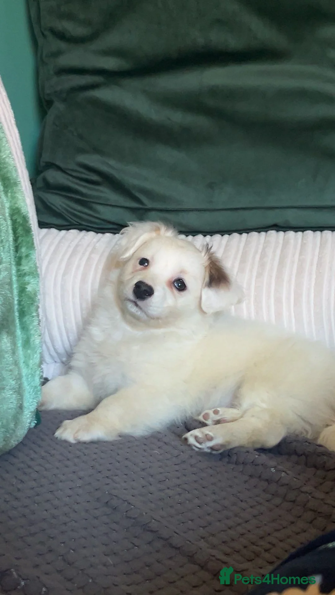 Mixed Breed dogs for sale: Maltese x bichon puppy female in Nottingham - Advert 7