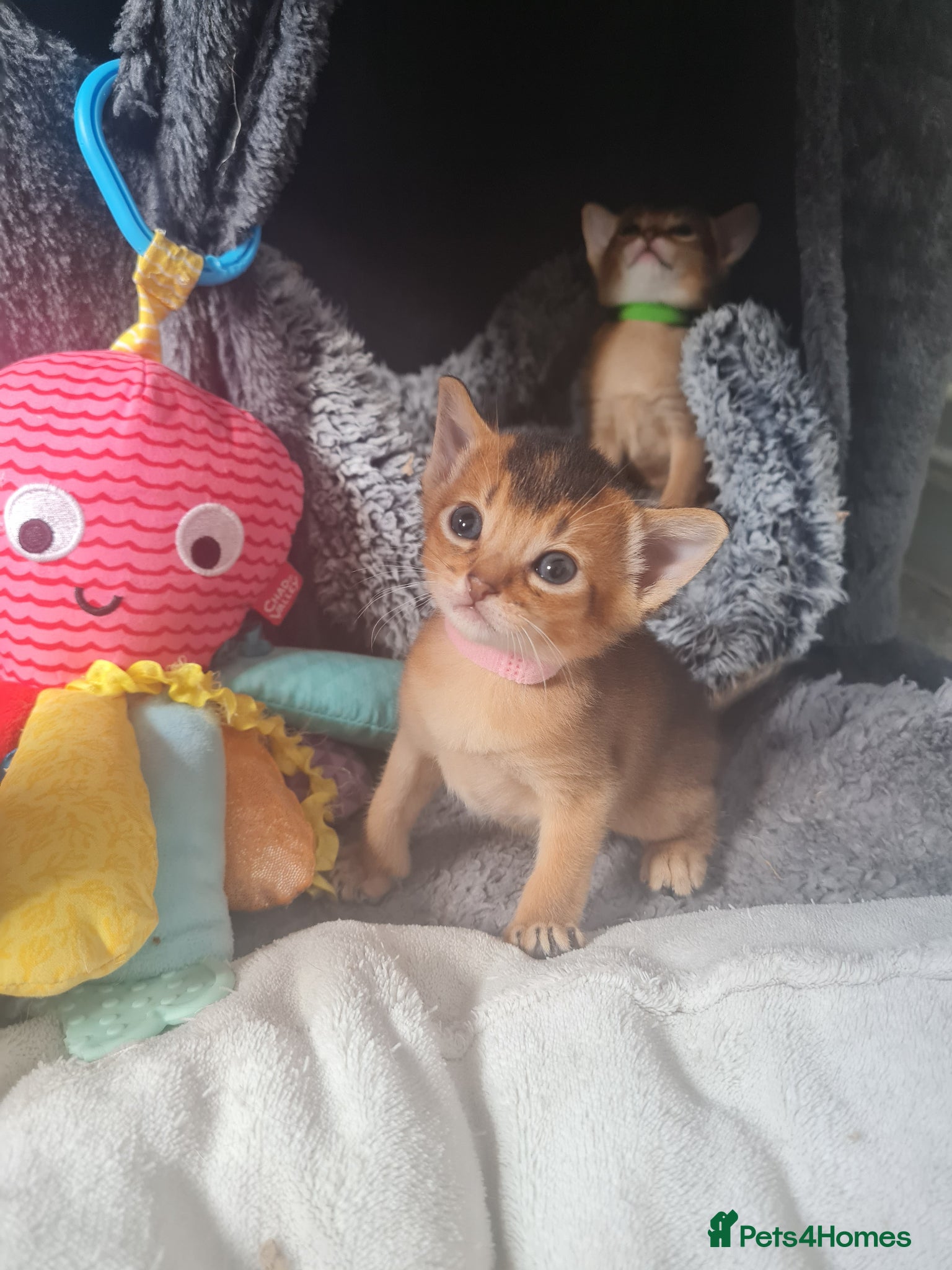 Abyssinian cats 🎖🏆🏅last 3 Abyssinian kittens  - Advert 3