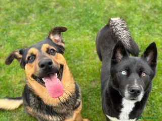 Mixed Breed dogs READY NOW! Stunning litter of puppies!! - Advert 1