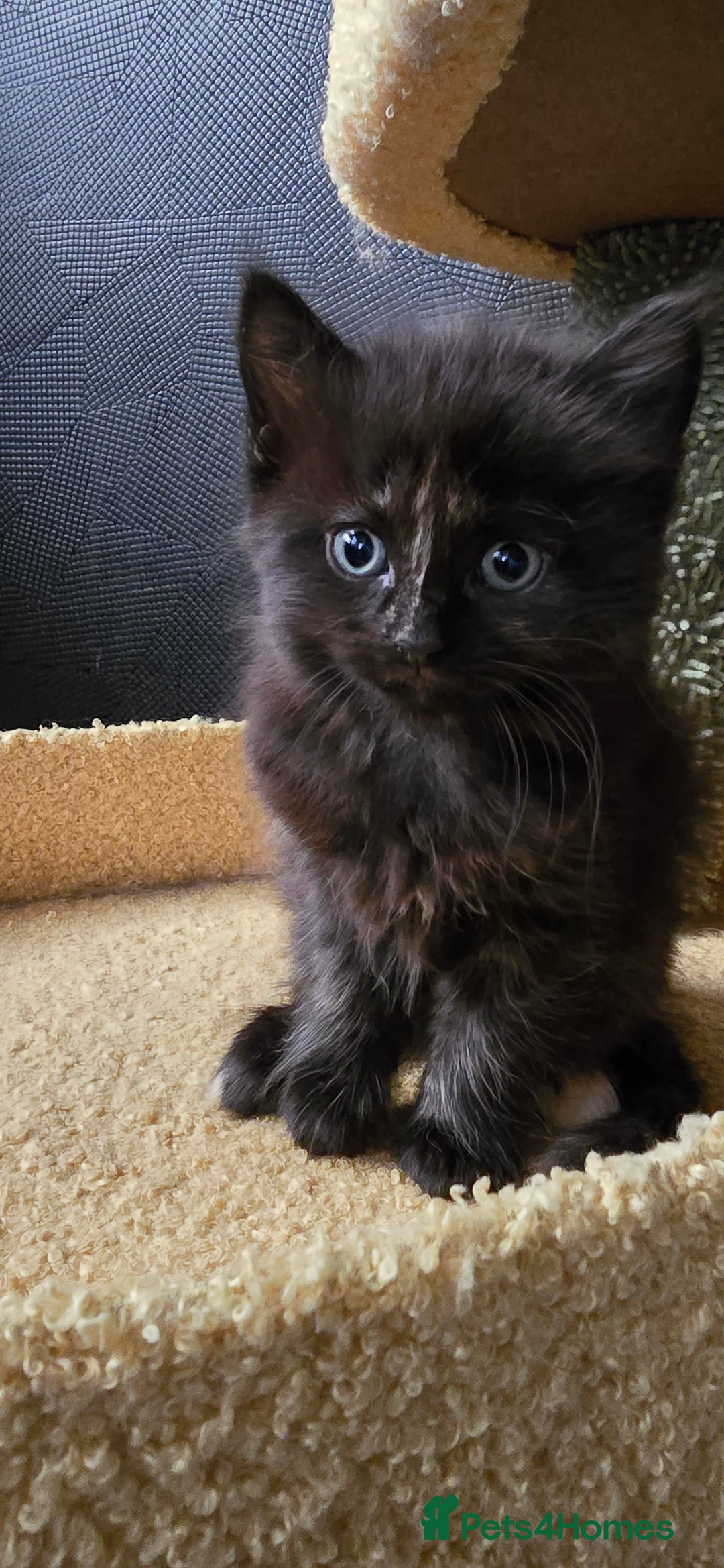 Scottish Fold cats for sale: Scottish fold kittens with straight ears - Advert 12