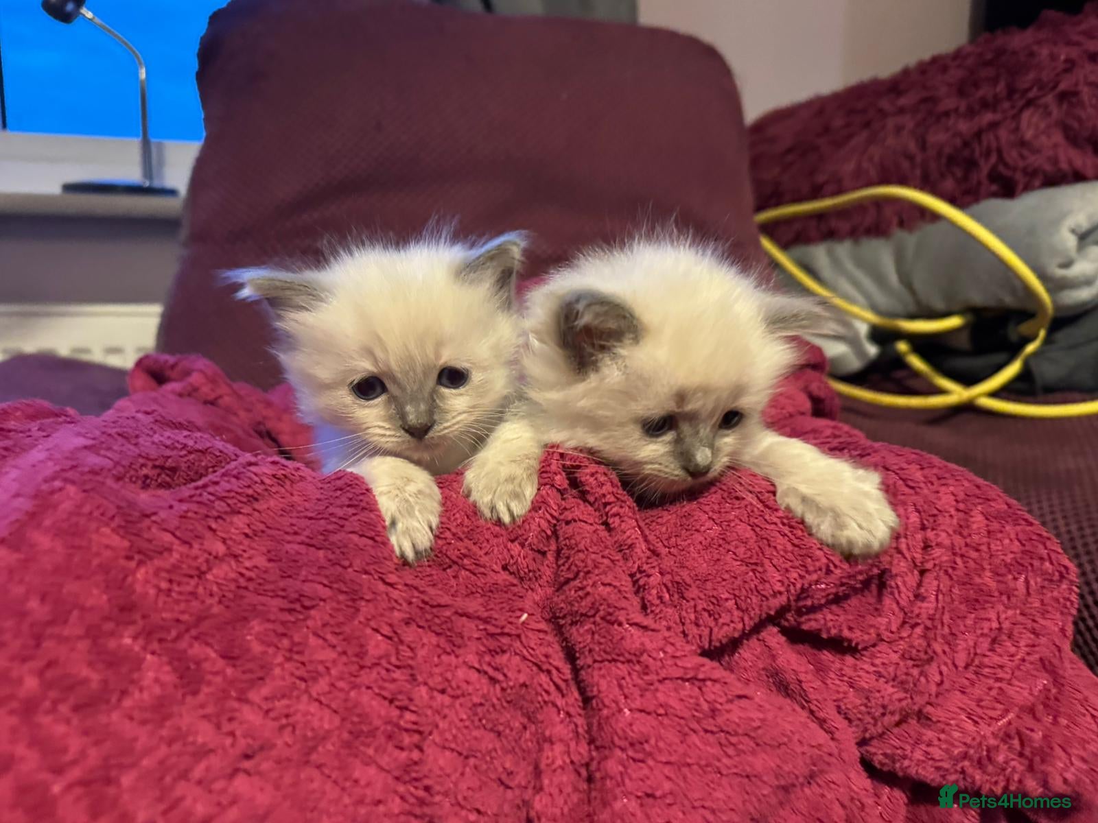 Ragdoll cats Ragdoll 4 girls 💗💗💗💗 - Advert 1