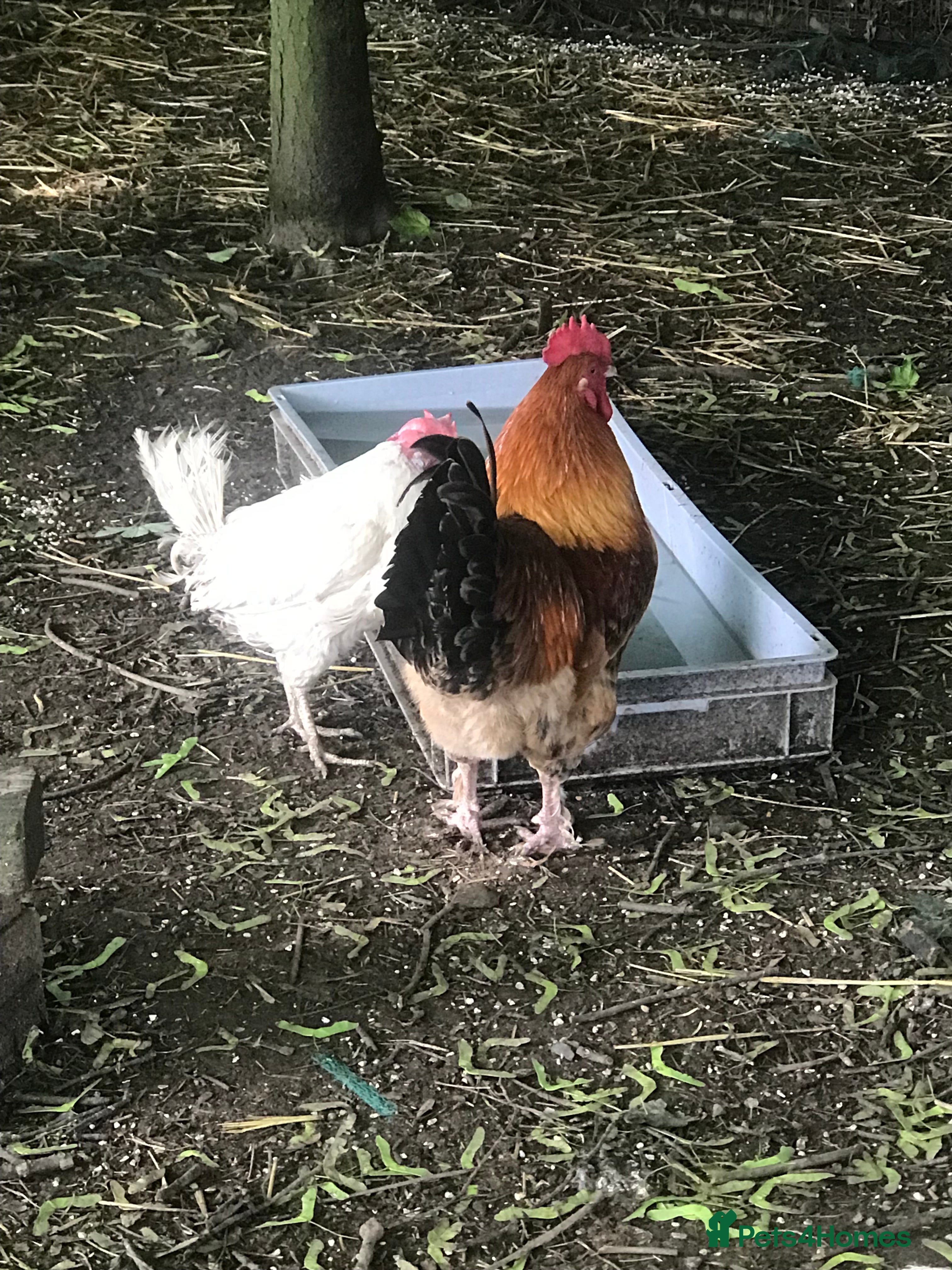 Chickens poultry 25 chickens 3 roosters  - Advert 2