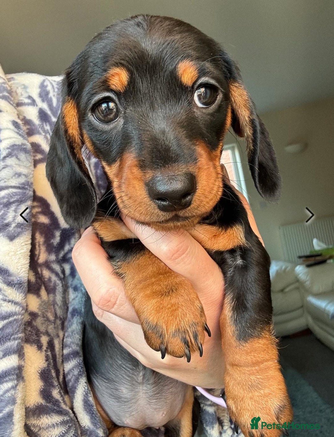 Miniature Dachshund dogs for sale: Miniature Dachshund  - Image 2