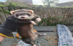 Ferret rodents for sale: Semi angora Jill's  - Image 4