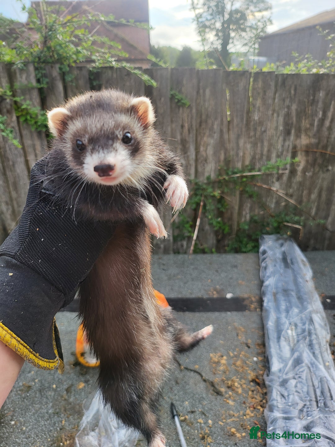 Ferret rodents for sale: Semi angora Jill's  - Image 4