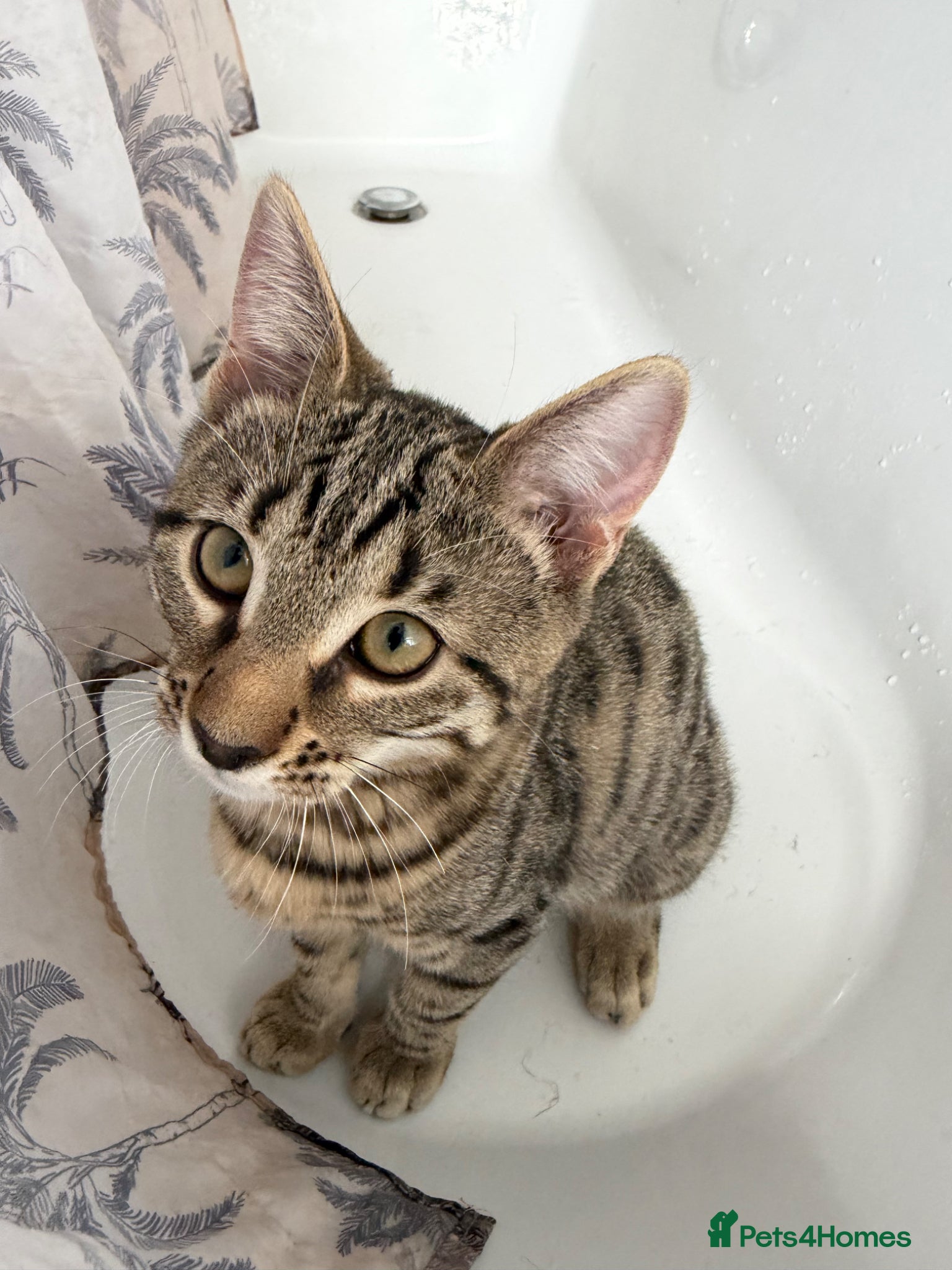 Mixed Breed cats for sale: BENGAL MIX KITTENS 4 SALE SOUTH LONDON - Advert 3