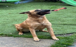 Belgian Shepherd Dog dogs for sale: 4 year old Belgian Mali  - Image 3