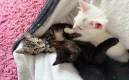 Domestic Shorthair cats for sale: Beautiful kittens for sale - ready to leave now  - Image 3
