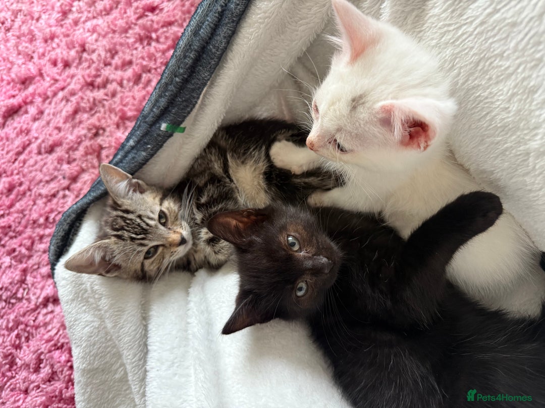 Domestic Shorthair cats for sale: Beautiful kittens for sale - ready to leave now  - Image 3