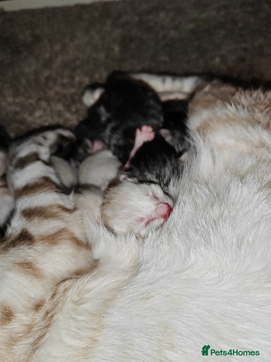Bengal cats for sale: Bengal kittens - Image 2