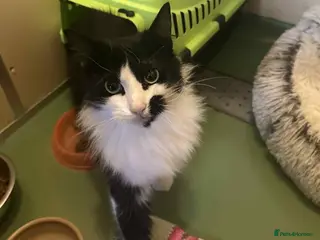 Domestic Shorthair cats Pumba - Advert 3